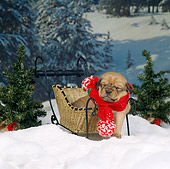 PUP 07 RS0092 03
Mixed-Breed Puppy Wearing Scarf Sitting In Sleigh On Snow By Trees Studio