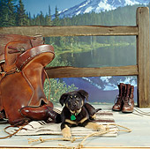 PUP 07 RS0094 04
Mixed-Breed Puppy Laying By Saddle Fence Mountains Lake And Trees