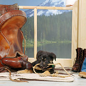 PUP 07 RS0095 03
Mixed-Breed Puppy Laying By Window Saddle Mountain Lake Trees Studio