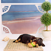 PUP 07 RS0098 02
Mixed Breed Puppy Playing With Ball By Screen Door By Ocean