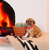 PUP 07 RS0105 02
Mixed Breed Puppy With Bandana Sitting By Fireplace