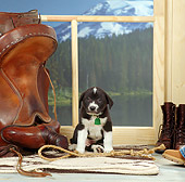 PUP 07 RS0108 05
Black And White Mixed Breed Puppy By Saddle Mountains Lake And Trees Background