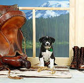 PUP 07 RS0108 10
Black And White Mixed Breed Puppy By Saddle Mountains Lake And Trees Background