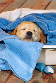 PUP 07 RS0152 01
Head Shot Of Mixed Breed In Towel Sleeping
