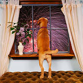 PUP 07 RS0161 02
Mixed Breed Puppy Looking Out Window At Fireworks