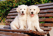 PUP 08 CB0001 01
Two Golden Retriever Puppies Sitting On Park Bench