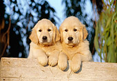 PUP 08 CB0002 01
Two Golden Retriever Puppies Leaning On Wooden Bench