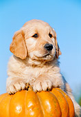 PUP 08 CB0013 01
Golden Retriever Puppy Leaning On Pumpkin