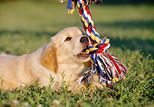 PUP 08 CB0014 01
Golden Retriever Puppy Playing With Rope On Grass