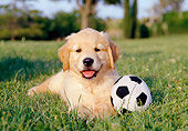 PUP 08 CB0015 01
Golden Retriever Puppy Laying On Grass With Stuffed Soccer Ball
