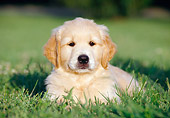 PUP 08 CB0017 01
Golden Retriever Puppy Laying On Lawn