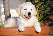 PUP 08 CB0027 01
Golden Retriever Puppy Laying In Planter