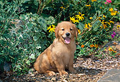 PUP 08 CE0046 01
Golden Retriever Puppy Sitting On Tanbark By Flowers