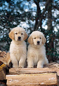 PUP 08 CE0050 01
Golden Retriever Puppies Sitting On Chopped Firewood Blocks