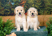 PUP 08 FA0022 01
Golden Retriever Puppies Sitting On Wooden Crate