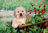 PUP 08 FA0024 01
Golden Retriever Puppy Sitting In Wooden Wagon.