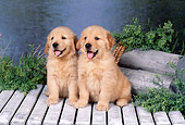 PUP 08 FA0028 01
Golden Retriever Puppies Sitting On Dock By Water.
