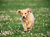 PUP 08 GR0091 01
Golden Retriever Puppy Running Through Lawn