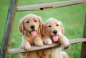 PUP 08 GR0098 01
Two Golden Retriever Puppies Leaning On Stepladder