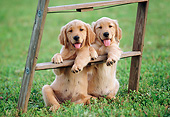 PUP 08 GR0099 01
Two Golden Retriever Puppies Leaning On Stepladder