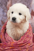 PUP 08 JE0002 01
Golden Retriever Puppy Wrapped Up In Red Blanket In Studio