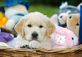 PUP 08 JS0002 01
Golden Retriever Puppy Sitting In Basket Of Stuffed Animals
