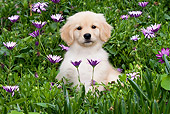 PUP 08 LS0015 01
Golden Retriever Puppy Sitting In Purple Flowers