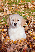 PUP 08 LS0018 01
Golden Retriever Puppy Sitting In Pile Of Autumn Leaves