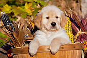 PUP 08 LS0021 01
Golden Retriever Puppy Sitting In Basket With Ears Of Corn