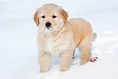 PUP 08 LS0022 01
Golden Retriever Puppy Standing By Cranberry Branch In Snow