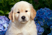 PUP 08 LS0023 01
Close-Up Of Golden Retriever Puppy Sitting By Blue Hydrangeas