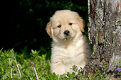 PUP 08 LS0025 01
Golden Retriever Puppy Sitting By Tree And Hydrangeas