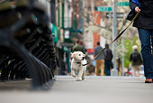 PUP 08 MQ0001 01
Golden Retriever Puppy Walking In City On Leash