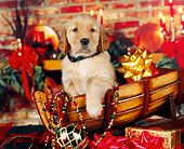 PUP 08 RK0222 08
Golden Retriever Puppy With Collar Sitting In Sled Christmas Decorations