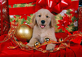 PUP 08 RK0300 03
Golden Retriever Puppy Laying By Christmas Decorations