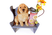 PUP 08 RK0326 10
Wide Angle Shot Of Golden Retriever Puppy Sitting On Bench With Flowers