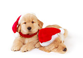 PUP 08 RK0333 02
Two Golden Retriever Puppies Wearing Santa Hats On White Seamless