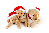 PUP 08 RK0337 01
Three Golden Retriever Puppies Wearing Santa Hats On White Seamless