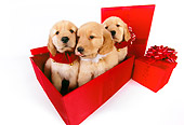 PUP 08 RK0339 01
Three Golden Retriever Puppies Sitting In Red Gift Box On White Seamless