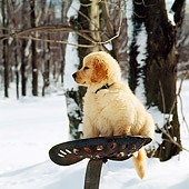 PUP 08 RS0008 01
Golden Retriever Puppy Sitting On Tractor Seat By Snowy Woods