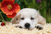 PUP 08 SJ0001 01
Golden Retriever Puppy Laying On Blanket By Orange Flower