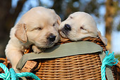 PUP 08 SJ0003 01
Two Golden Retriever Puppies Sleeping In Basket