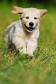 PUP 08 SS0010 01
Golden Retriever Puppy Running Through Grass Field