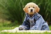PUP 08 SS0011 01
Golden Retriever Puppy Wearing Denim Jacket On Grass
