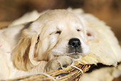 PUP 08 SS0013 01
Close-Up Of Golden Retriever Puppy Sleeping In Dog Bed