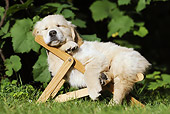 PUP 08 SS0014 01
Golden Retriever Puppy Sleeping On Deck Chair