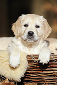 PUP 08 SS0016 01
Portrait Of Golden Retriever Puppy Laying In Dog Bed