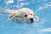 PUP 08 SS0017 01
Close-Up Of Golden Retriever Puppy Swimming In Pool