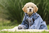 PUP 08 SS0018 01
Golden Retriever Puppy Wearing Denim Jacket On Grass