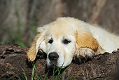 PUP 08 SS0019 01
Close-Up Of Golden Retriever Puppy Laying On Log